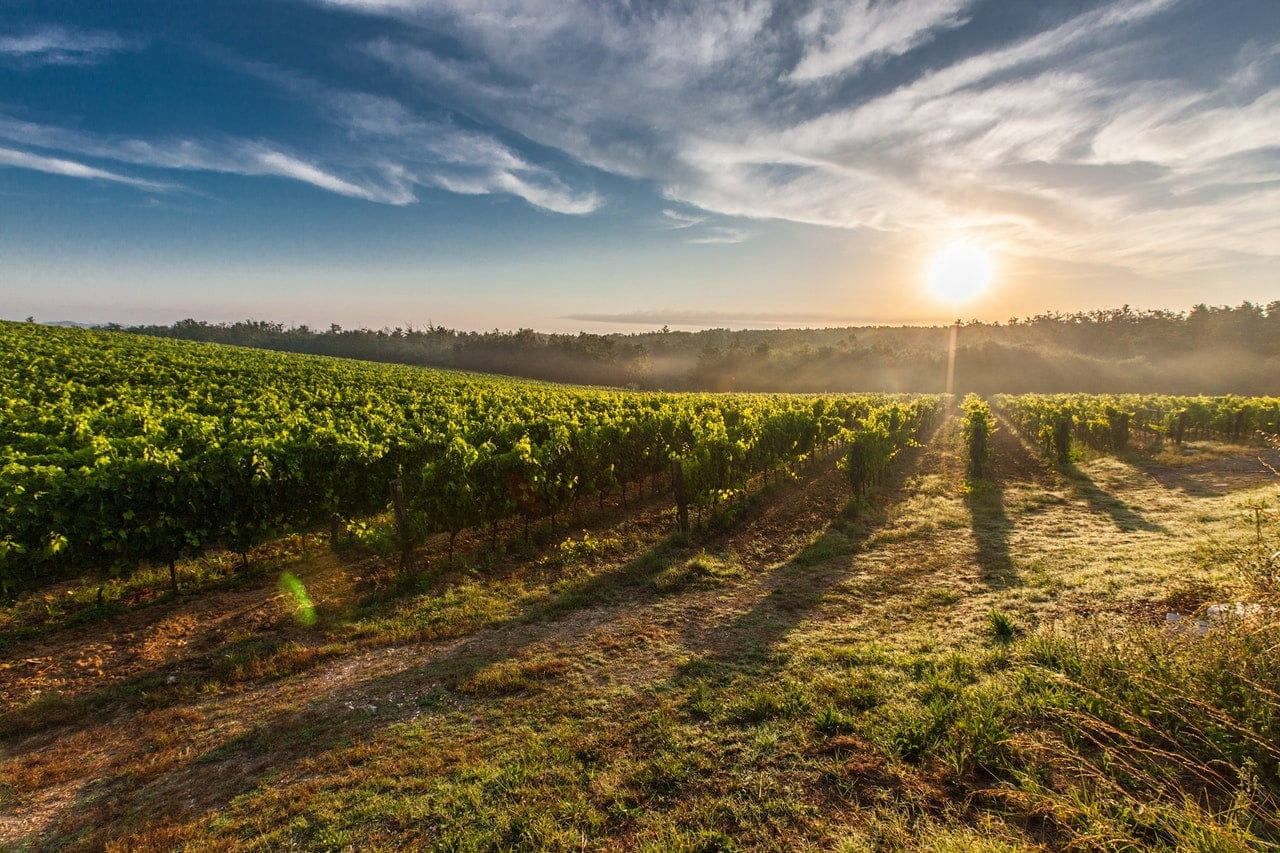 Photo d'un domaine viticole au couché du soleil
