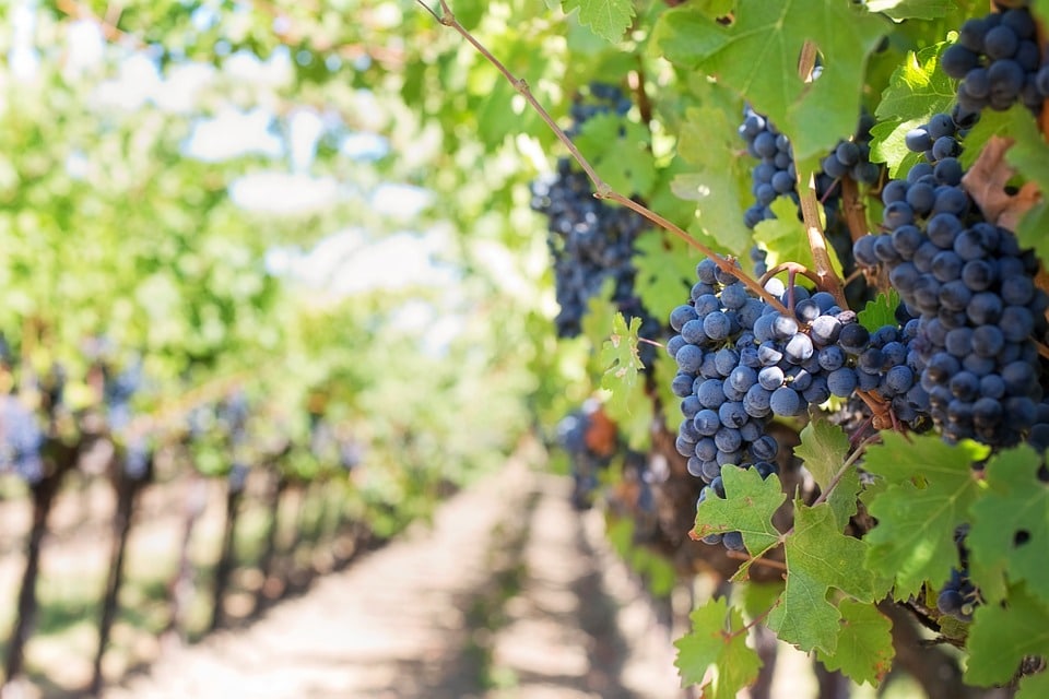 grappe de raisin dans les vignes