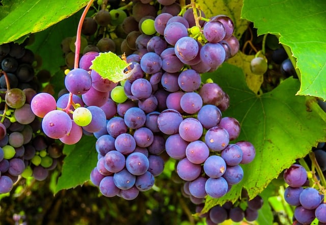 photo de raisins